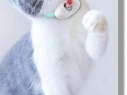 COLLAR JUGUETE CON LASER